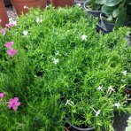 Flox šidlolistý (Phlox subulata) 'WHITE DELIGHT' - kont. C1L